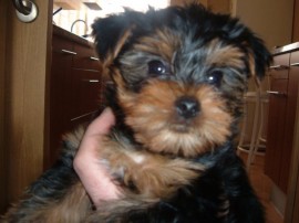 roky